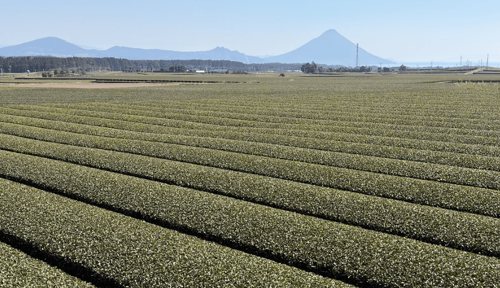 Thinking About Launching a Matcha Brand? Here's What You Should Know Before You Reach Out