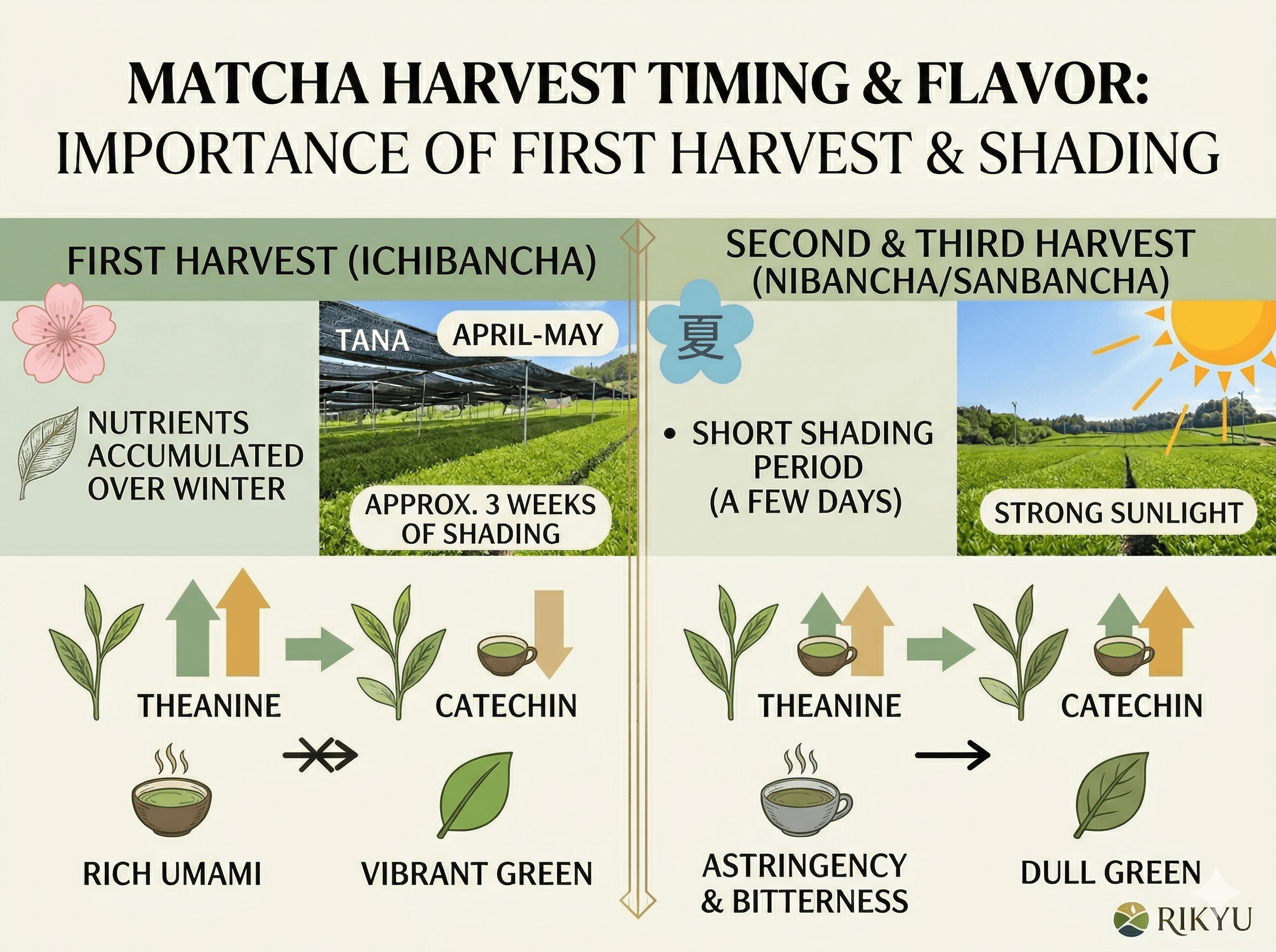 First, Second & Third Harvest Matcha: Why the Shade Matters More Than the Season
