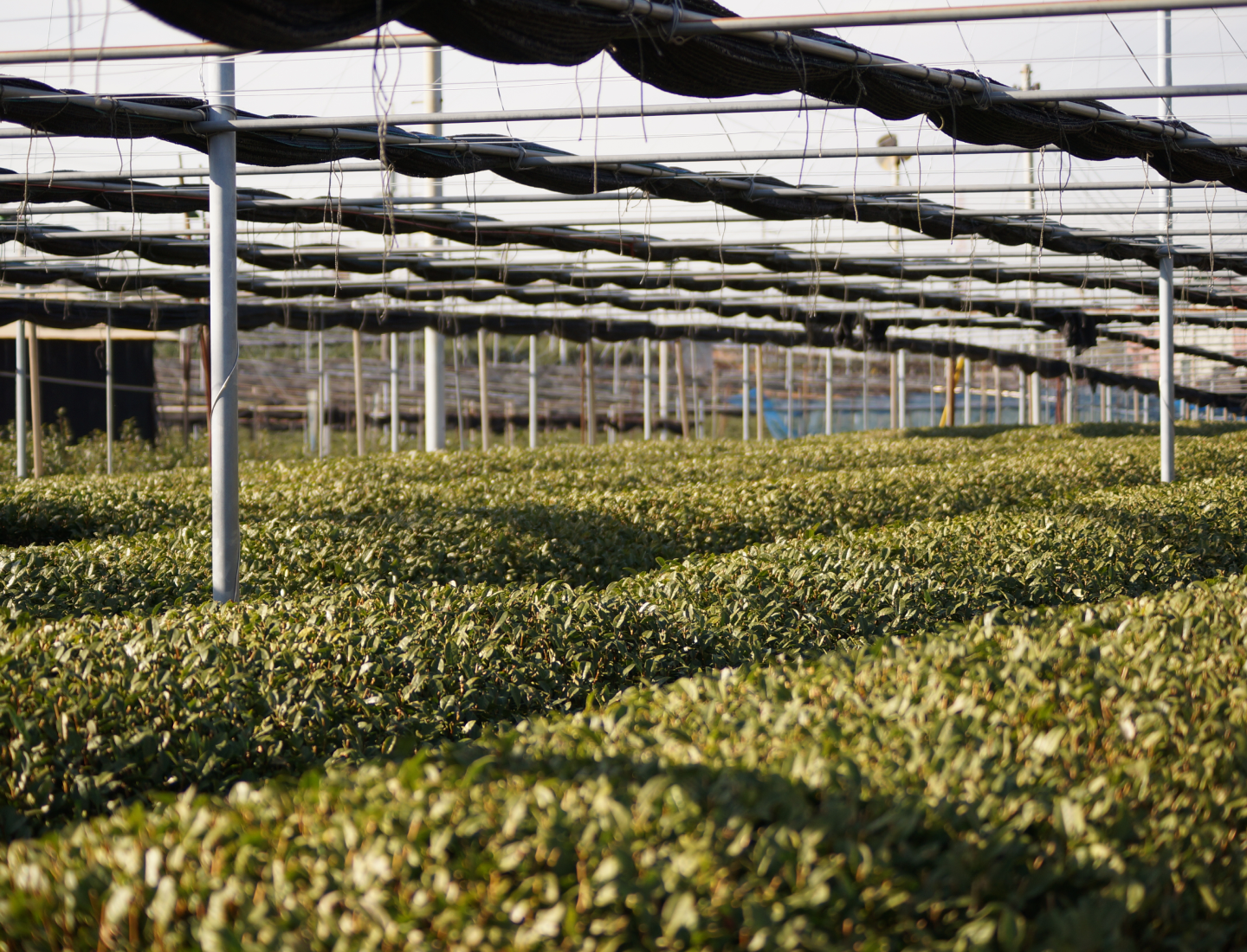 About Us - Rikyu Matcha Team